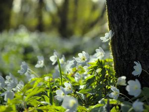 Превью обои лес, цветы, весна, листья, дерево, растения, природа