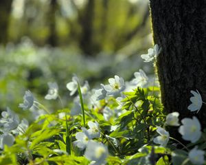 Превью обои лес, цветы, весна, листья, дерево, растения, природа