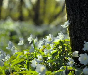 Превью обои лес, цветы, весна, листья, дерево, растения, природа