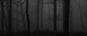 Превью обои лес, туман, чб, деревья, темный
