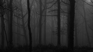 Превью обои лес, туман, чб, деревья, темный