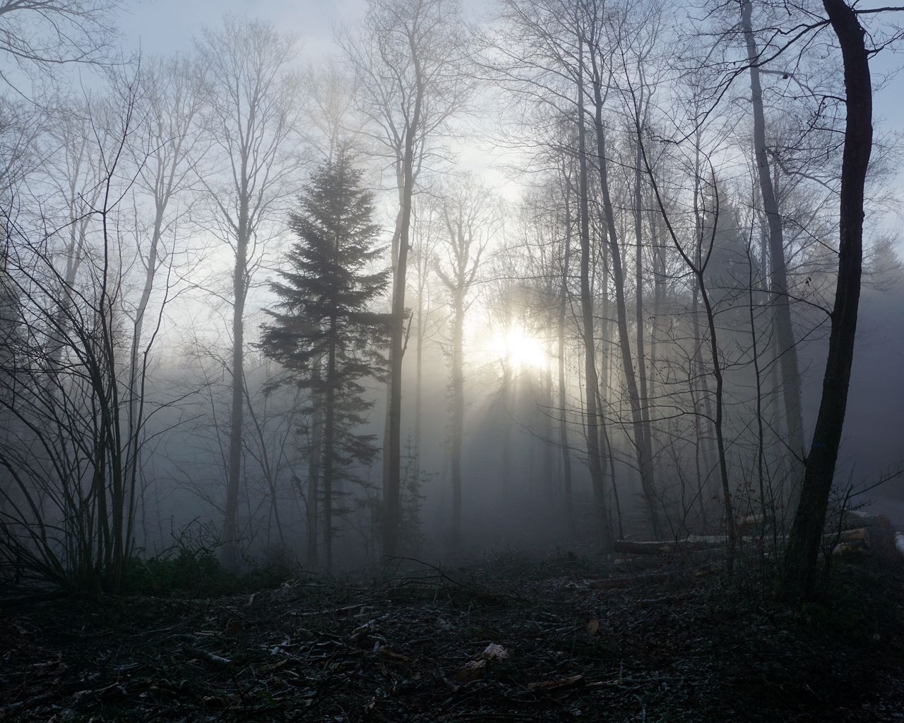 Леса в тумане