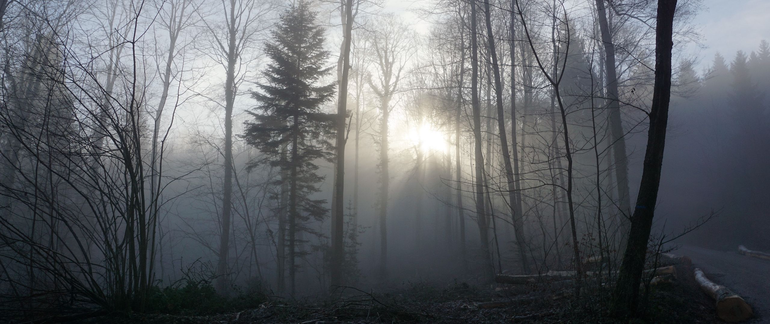 Сосновый лес в тумане10