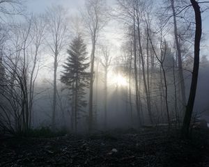 Превью обои лес, туман, деревья