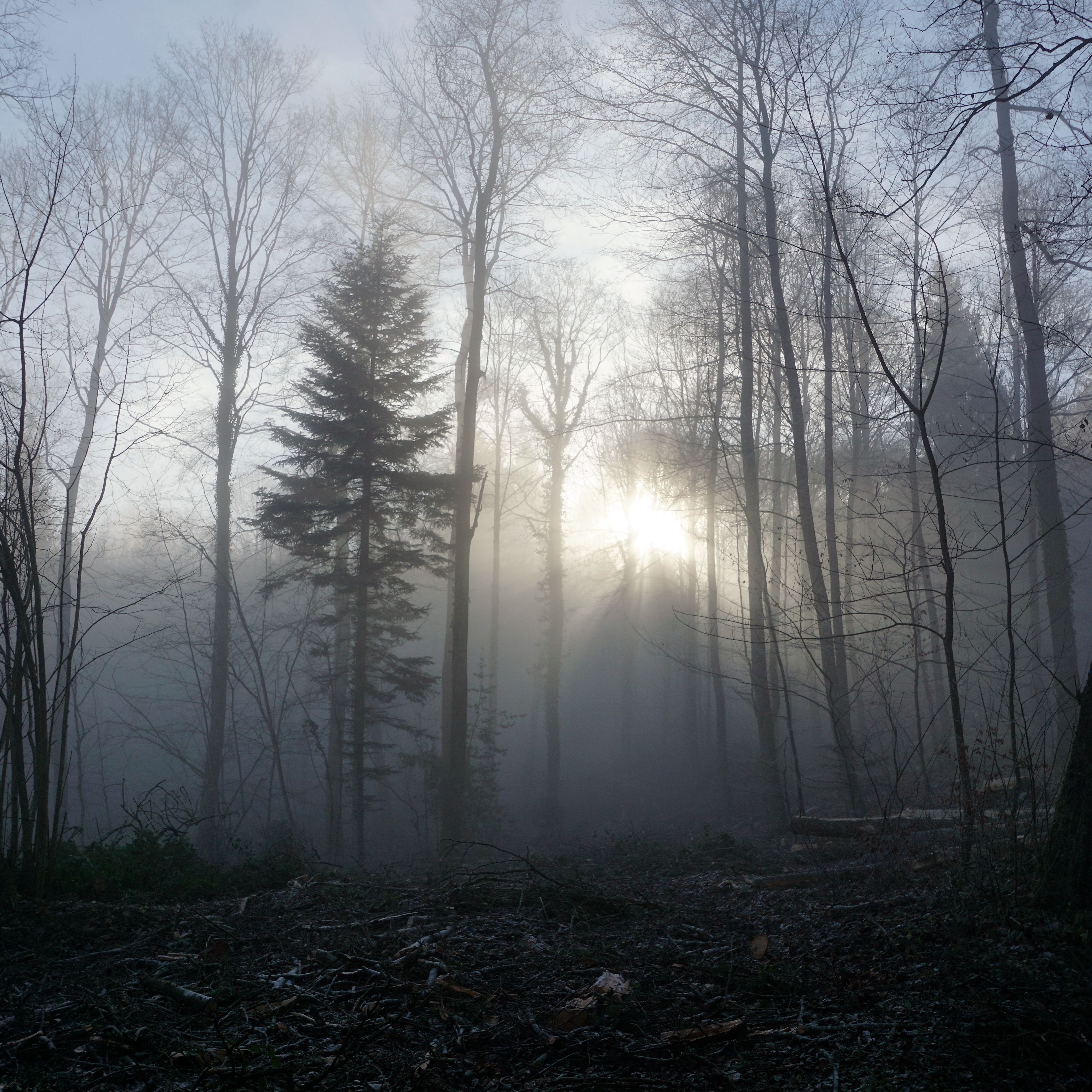 Кончаться густой. Лес в тумане. Туманное утро в лесу. В сумрачном лесу. Мрачный лес.
