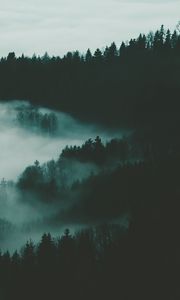 Превью обои лес, туман, деревья, ночь