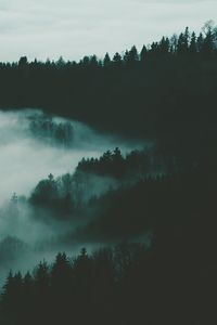 Превью обои лес, туман, деревья, ночь