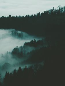 Превью обои лес, туман, деревья, ночь