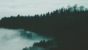 Превью обои лес, туман, деревья, ночь