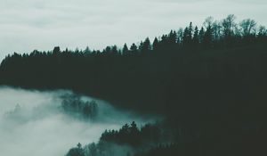 Превью обои лес, туман, деревья, ночь