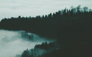 Превью обои лес, туман, деревья, ночь