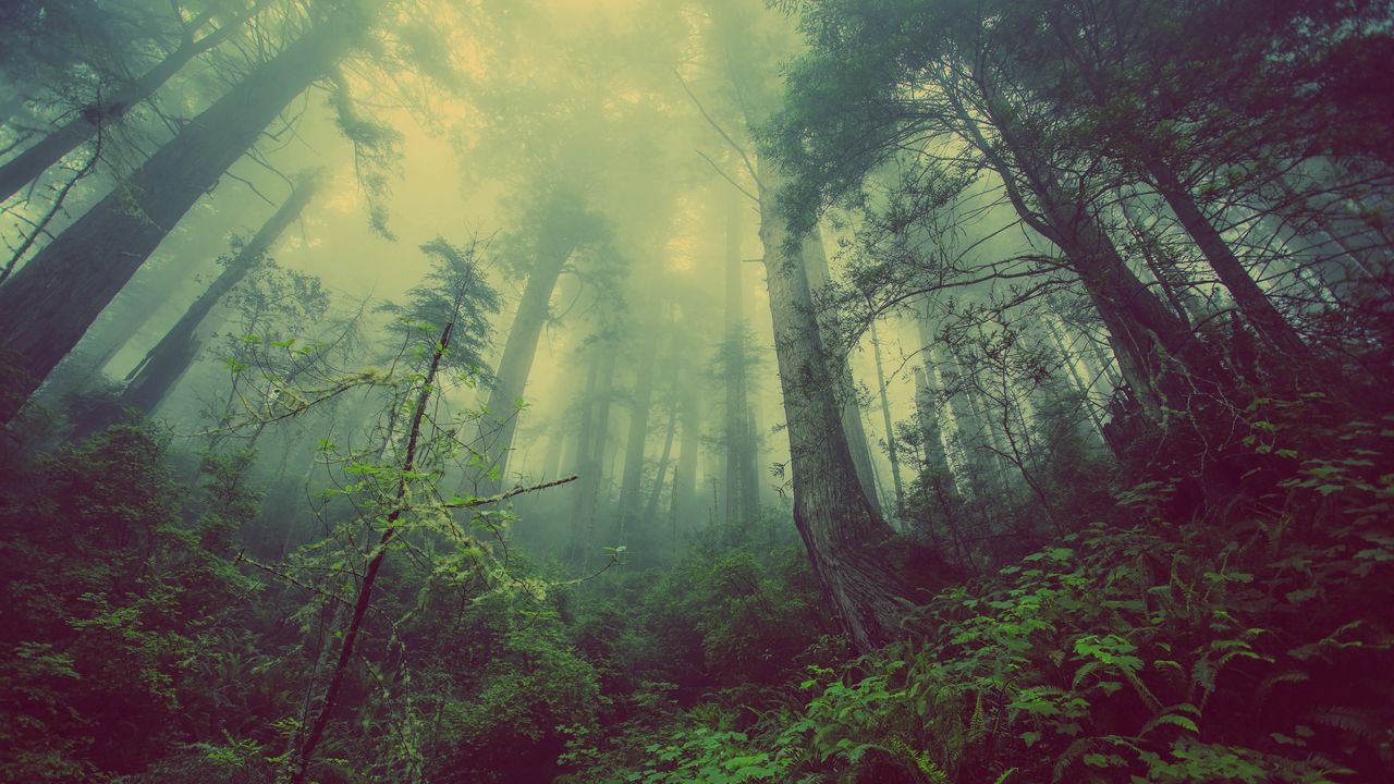Обои лес, туман, деревья, мистический