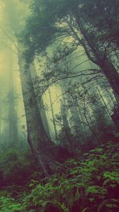 Превью обои лес, туман, деревья, мистический