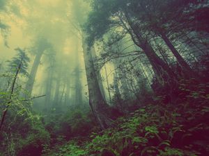 Превью обои лес, туман, деревья, мистический