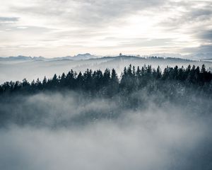 Превью обои лес, туман, деревья, пейзаж, природа, небо