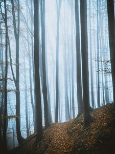 Превью обои лес, туман, деревья, опавшая листва, осень
