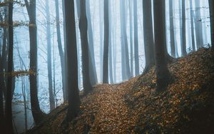 Превью обои лес, туман, деревья, опавшая листва, осень