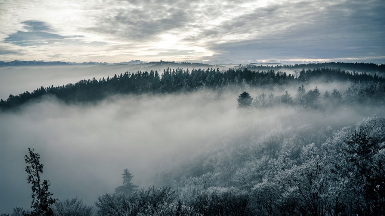 Обои лес, туман, деревья, природа, пейзаж, небо