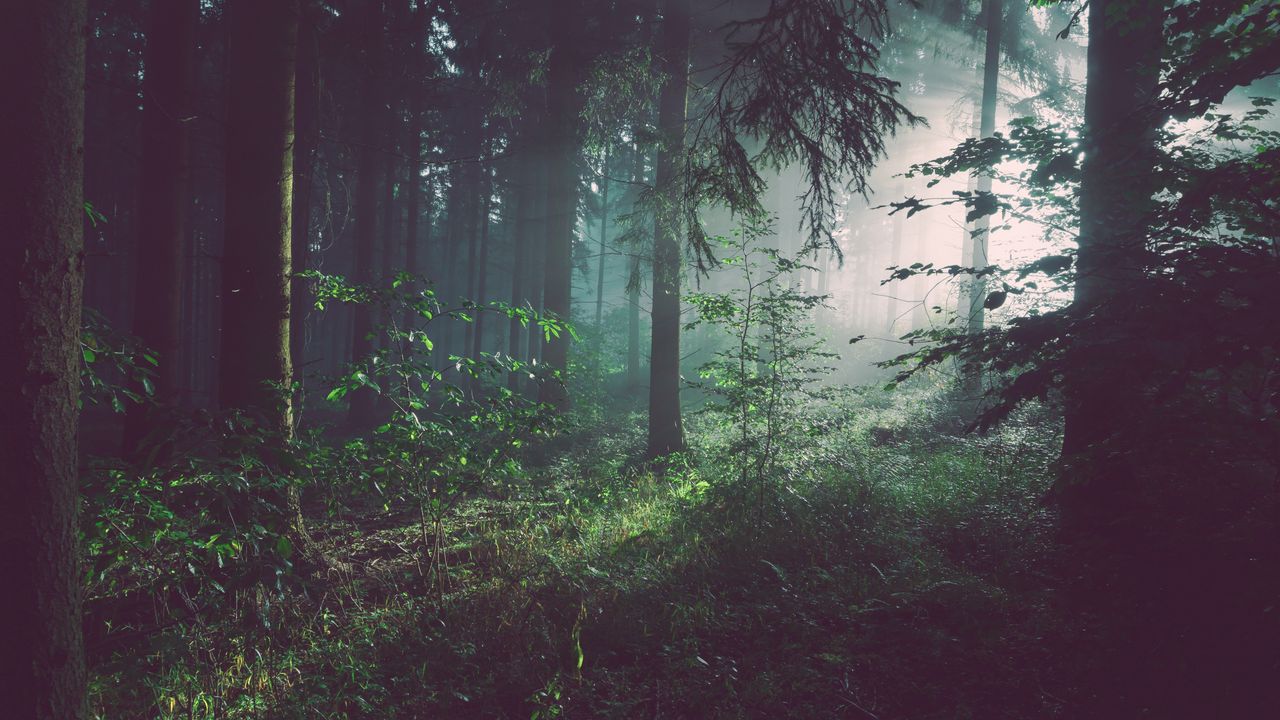 Обои лес, туман, деревья, лето, бад-пирмонт, германия