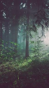 Превью обои лес, туман, деревья, лето, бад-пирмонт, германия