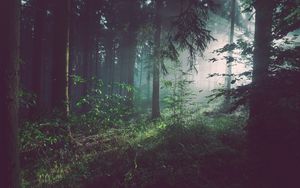 Превью обои лес, туман, деревья, лето, бад-пирмонт, германия
