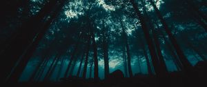 Превью обои лес, туман, деревья, вечер
