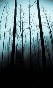 Превью обои лес, туман, деревья, мрачный, ночь