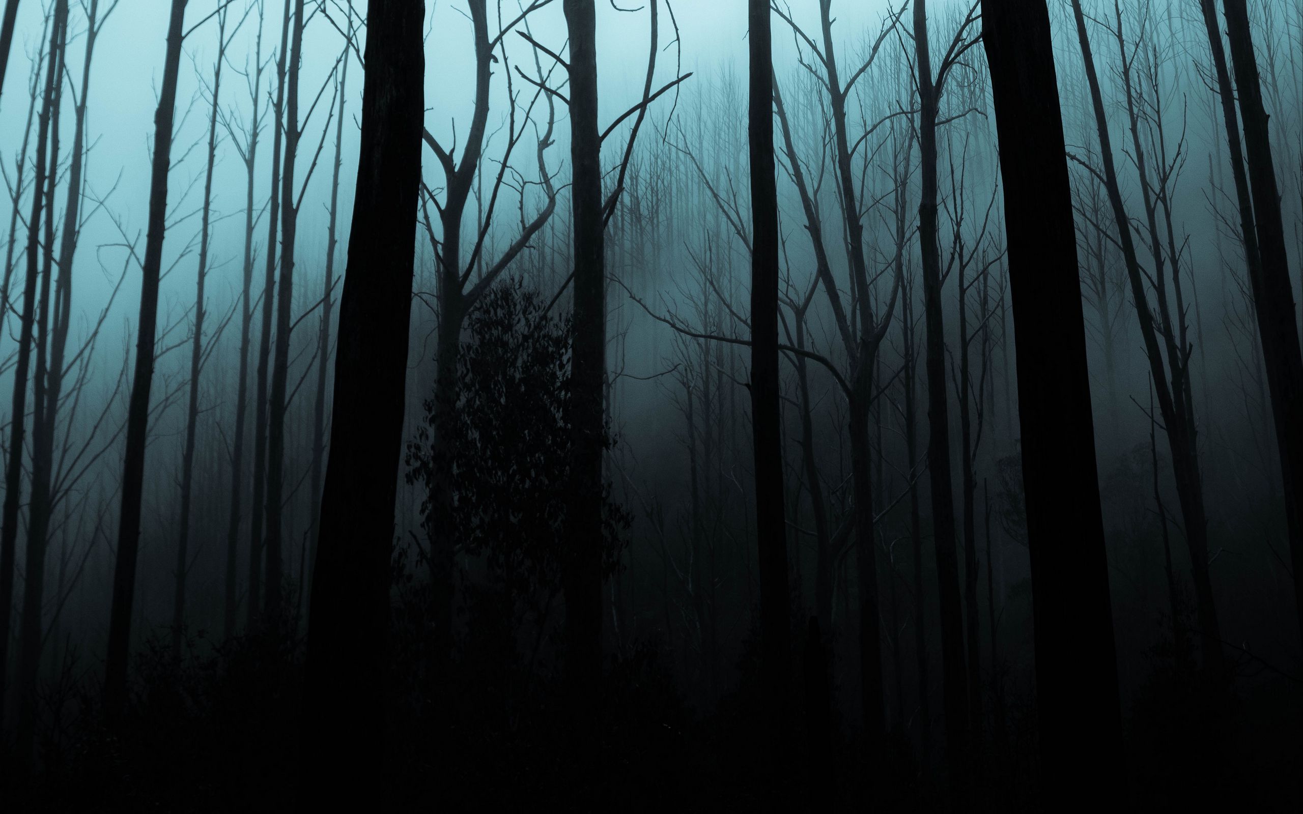 Мрачный лес картинки