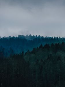 Превью обои лес, туман, деревья, вид сверху, небо