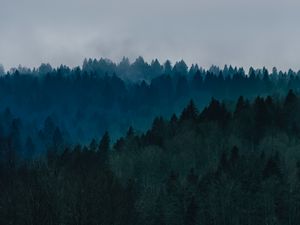 Превью обои лес, туман, деревья, вид сверху, небо