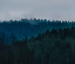 Превью обои лес, туман, деревья, вид сверху, небо