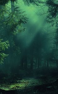 Превью обои лес, туман, деревья, тени, свет