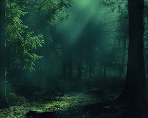Превью обои лес, туман, деревья, тени, свет