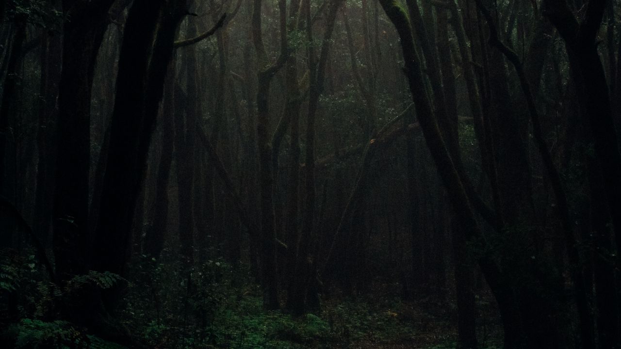 Обои лес, туман, деревья, ветки, осень, темный, мрачный