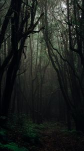 Превью обои лес, туман, деревья, ветки, осень, темный, мрачный