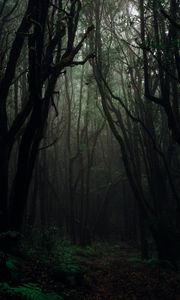 Превью обои лес, туман, деревья, ветки, осень, темный, мрачный