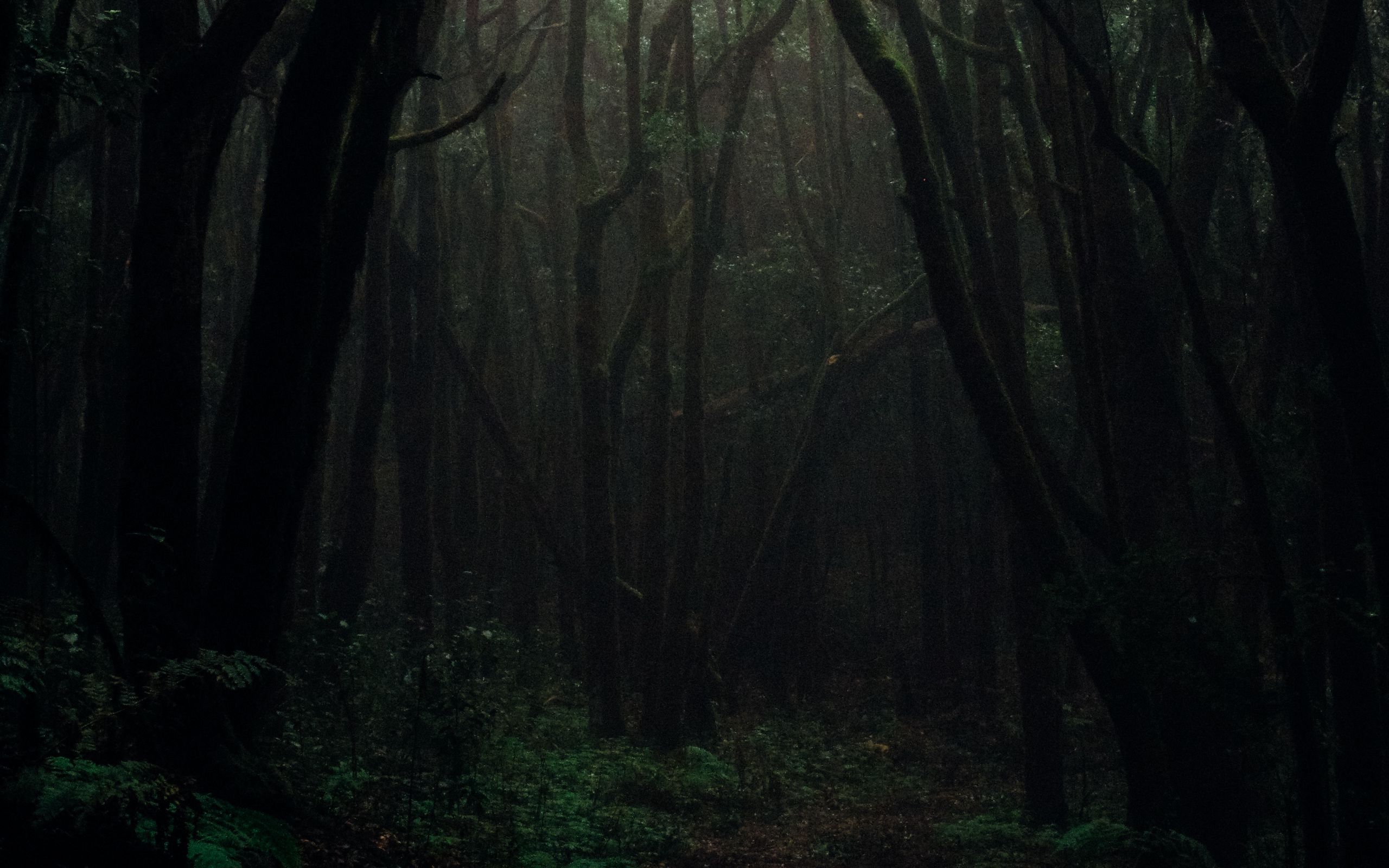Темный лес фото на обои