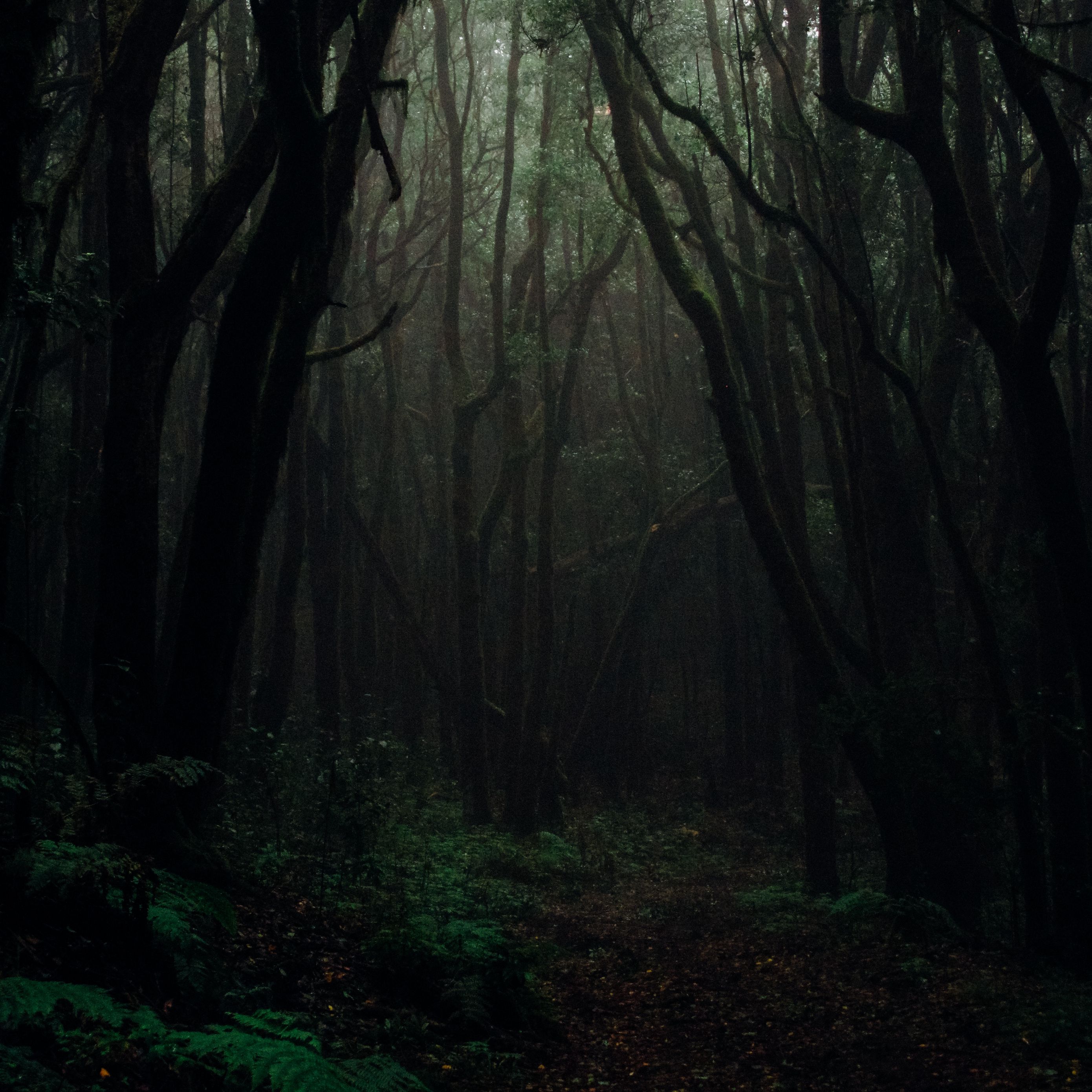 Темный Мрачный Лес