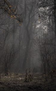 Превью обои лес, туман, деревья, ветки, осень