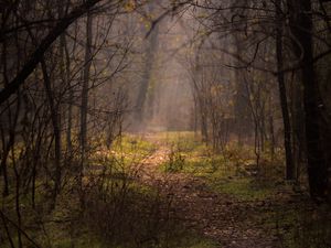 Превью обои лес, туман, деревья, ветки, тропинка