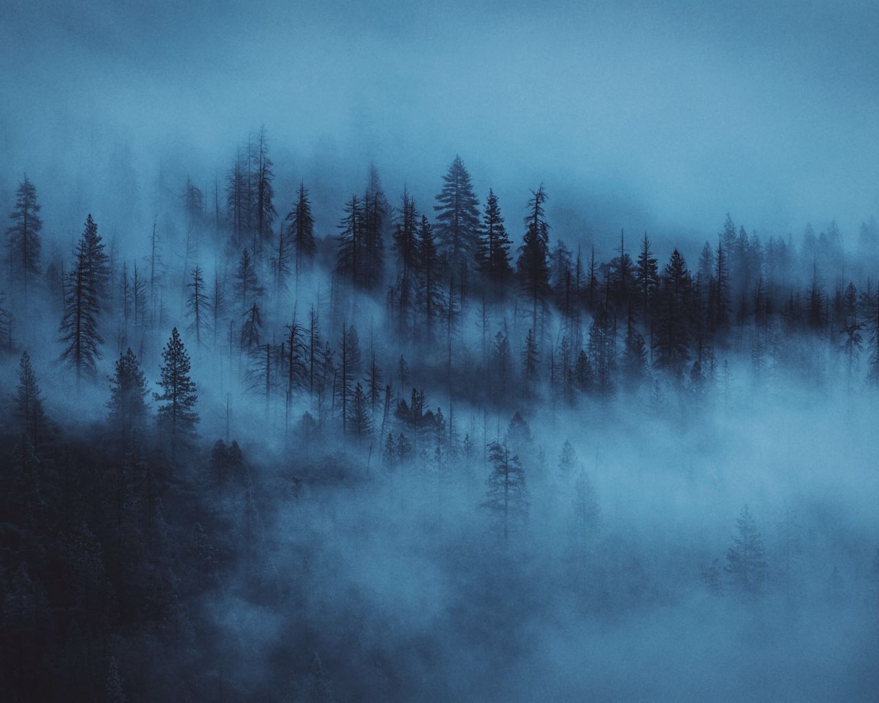 Ночной лес в тумане