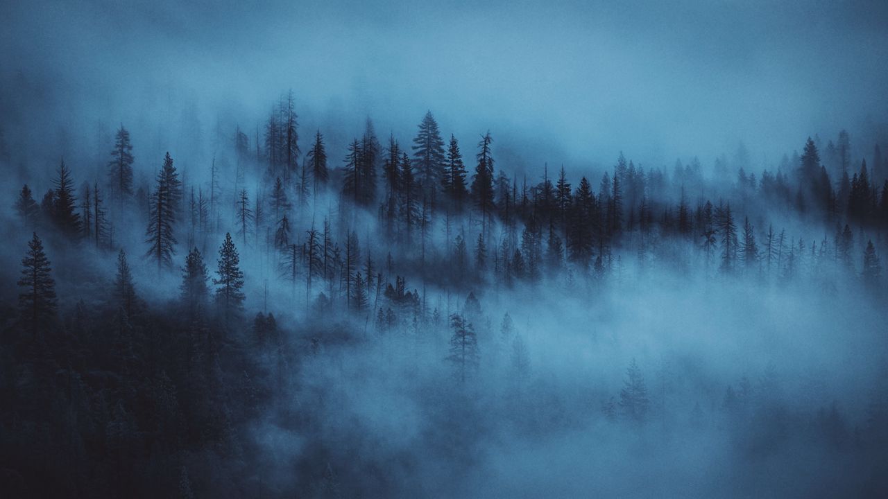 Обои лес, туман, деревья, рассвет