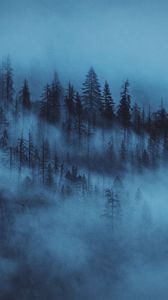 Превью обои лес, туман, деревья, рассвет