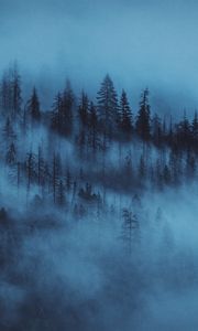 Превью обои лес, туман, деревья, рассвет