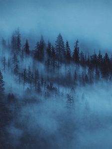 Превью обои лес, туман, деревья, рассвет