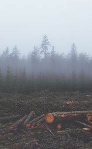 Превью обои лес, туман, деревья, стволы