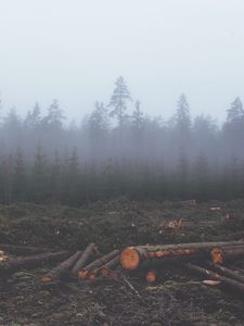 Превью обои лес, туман, деревья, стволы