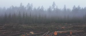 Превью обои лес, туман, деревья, стволы