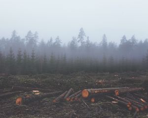 Превью обои лес, туман, деревья, стволы