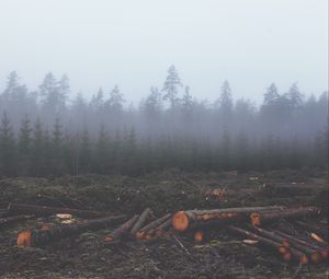 Превью обои лес, туман, деревья, стволы